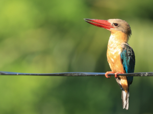 Stork-billed Kingfisher, 鹳嘴翡翠, Pelargopsis capensis-gallery-