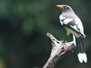 White-winged Magpie, 白翅蓝雀, Urocissa whiteheadi-gallery-