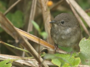 Taiwan Bush Warbler, 台湾短翅莺, Locustella alishanensis-gallery-