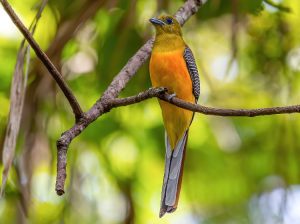 Orange-breasted Trogon, 橙胸咬鹃, Harpactes oreskios-gallery-