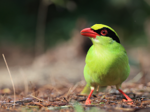 Common Green Magpie, 蓝绿鹊, Cissa chinensis-gallery-