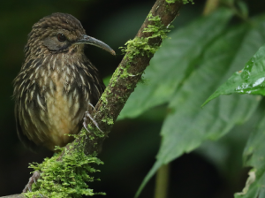 Long-billed Wren-babbler, 长嘴鹩鹛, Rimator malacoptilus-gallery-