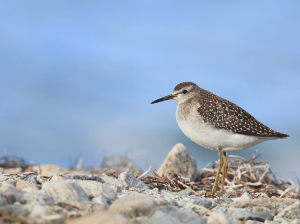 Wood Sandpiper, 林鹬, Tringa glareola-gallery-