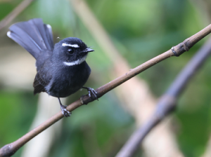 White-throated Fantail, 白喉扇尾鹟, Rhipidura albicollis-gallery-