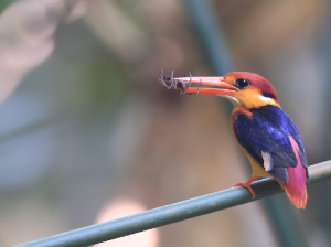 Oriental Dwarf Kingfisher, 三趾翠鸟, Ceyx erithaca-gallery-