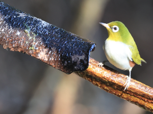 Chestnut-flanked White-eye, 红胁绣眼鸟, Zosterops erythropleurus-gallery-