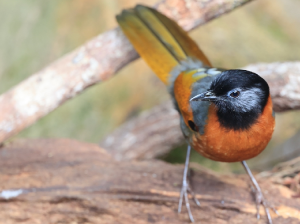 Collared Laughingthrush, 纹枕噪鹛, Trochalopteron yersini-gallery-