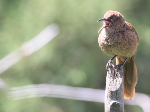 Tibetan Babax, 棕草鹛, Pterorhinus koslowi-gallery-