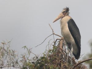 Lesser Adjutant, 秃鹳, Leptoptilos javanicus-gallery-