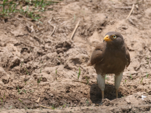 Rufous-winged Buzzard, 棕翅鵟鹰, Butastur liventer-gallery-