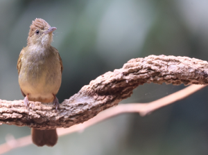 Grey-eyed Bulbul, 灰眼短脚鹎, Iole propinqua-gallery-