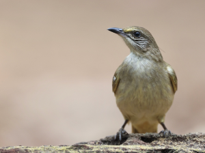 Streak-eared Bulbul, 条耳鹎, Pycnonotus conradi-gallery-