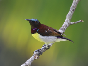 Purple-rumped Sunbird, 紫腰花蜜鸟, Leptocoma zeylonica-gallery-