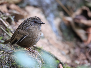 Streaked Wren-Babbler, 短尾鹪鹛, Napothera brevicaudata-gallery-