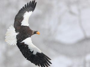 Steller’s Sea Eagle, 虎头海雕, Haliaeetus pelagicus-gallery-