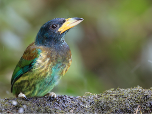 Great Barbet, 大拟啄木鸟, Psilopogon virens-gallery-