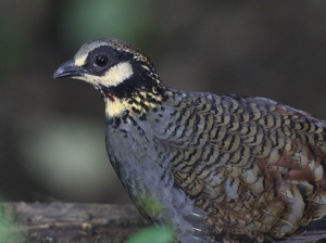 Taiwan Partridge, 台湾山鷓鸪, Arborophila crudigularis-gallery-