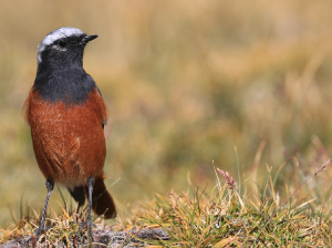 Guldenstat’s Redstart, 红腹红尾鸲, Phoenicurus erythrogastrus-gallery-