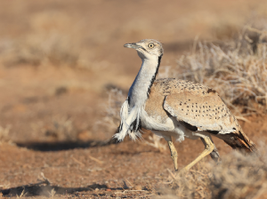 MacQueen’s Bustard, 波斑鸨, Chlamydotis macqueenii-gallery-