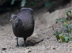 Grey Peacock- Pheasant, 灰孔雀雉, Polyplectron bicalcaratum-gallery-