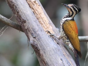 Common Flameback, 金背三趾啄木鸟, Dinopium javanense-gallery-