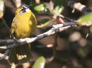 Yellow-eared Bulbul, 黄耳鹎, Pycnonotus penicillatus-gallery-