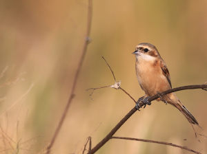 Chinese Penduline Tit, 中华攀雀, Remiz consobrinus-gallery-