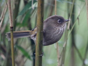 Taiwan Fulvetta, 台湾雀鹛, Fulvetta formosana-gallery-