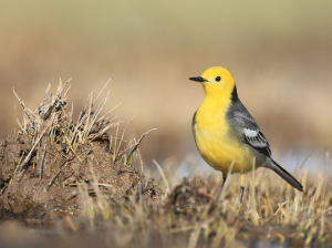 Citrine Wagtail, 黄头鹡鸰, Motacilla citreola-gallery-