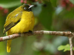 Andaman Bulbul, 安达曼鹎, Brachypodius fuscoflavescens-gallery-