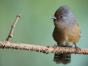 Rusty-fronted Barwing, 锈额斑翅鹛, Actinodura egertoni-gallery-