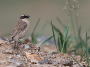 Brown Accentor, 褐岩鹨, Prunella fulvescens-gallery-