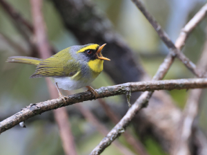 Black-faced Warbler, 黑脸鹟莺, Abroscopus schisticeps-gallery-