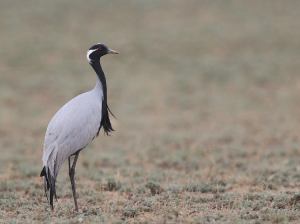 Demoiselle Crane, 蓑羽鹤, Grus virgo-gallery-