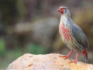 Blood Pheasant, 血雉, Ithaginis cruentus-gallery-