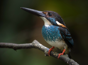 Blue-banded Kingfisher, 蓝带翠鸟, Alcedo euryzona-gallery-