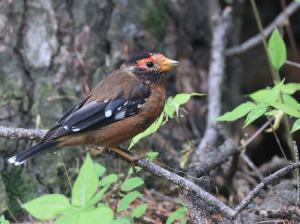 Spectacled Finch, 红眉金翅雀, Callacanthis burtoni-gallery-