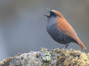 Gould’s Shortwing, 栗背短翅鸫, Heteroxenicus stellatus-gallery-