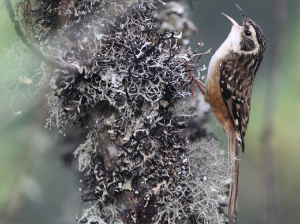 Rusty-flanked Treecreeper, 锈红腹旋木雀, Certhia nipalensis-gallery-