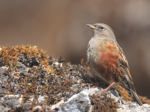 Alpine Accentor, 领岩鹨, Prunella collaris-gallery-