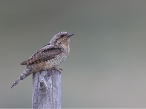 Eurasian Wryneck, 蚁, Jynx torquilla-gallery-