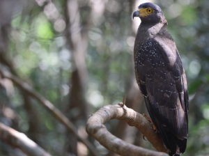 Crested Serpent Eagle, 蛇雕, Spilornis cheela-gallery-