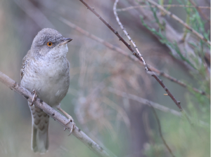 Barred Warbler, 横斑林莺, Sylvia nisoria-gallery-