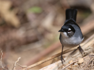 Black-headed Sibia, 黑头奇鹛, Heterophasia desgodinsi-gallery-