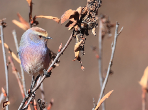 White-browed Tit-Warbler, 花彩雀莺, Leptopoecile sophiae-gallery-