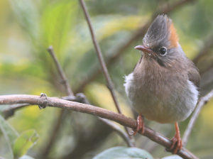 Rufous-vented Yuhina, 棕臀凤鹛, Yuhina occipitalis-gallery-