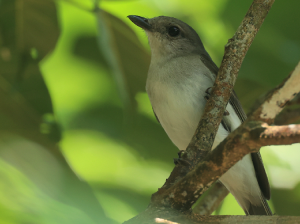 Mangrove Whistler, 红树啸鹟, Pachycephala cinerea-gallery-