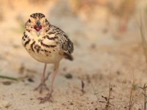 Jerdon’s Bush Lark, 杰氏歌百灵, Mirafra affinis-gallery-