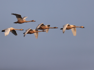 Tundra Swans, 小天鹅, Cygnus columbianus-gallery-