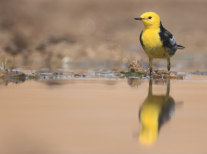 Citrine Wagtail, 黄头鹡鸰, Motacilla citreola-gallery-